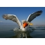 Kinky Pelican on the water