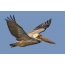 Amerikan kahverengi Pelikan uçuş