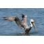 American Brown Pelican on the water