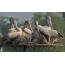 นกกระทุงสีเทาทำรังบนเวทีเทียมใน Uppalapadu รัฐอานธรประเทศ