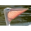 Pink-backed pelican's throat pouch with beak raised