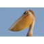 Gaga ile pembe sırtlı pelican boğaz kese indirdi
