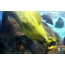Green moray in an aquarium
