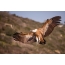 Griffon Vulture í flugi, Ísrael
