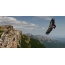 在飞行中的格里芬秃鹰，在峡谷Haphal的斜坡上的克里米亚拍摄