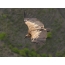 Burung hering Griffon dalam penerbangan