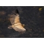Griffon burung hantu dalam penerbangan