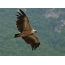 Griffon vulture í flugi