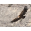 De gier van Griffon tijdens de vlucht op de achtergrond van de rots