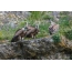 Griffon vulture waqt it-titjira