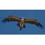 Griffon Vulture i himmelen