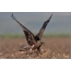 Black Kite on a plowed field