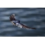 Swallow in flight, rear view