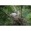 Common heron builds a nest