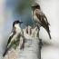 Pied flycatchers, family couple of birds
