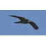 Burung gagak Hawk dalam penerbangan