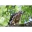 Hawk Sparrowhawk pane rimwe bazi rine remnants of prey