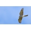 Hawk sparrow a repülés közben