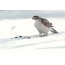 Sparrow Hawk på snø med prey