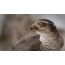 Hawk sparrower after dinner