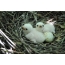 Sparrowhawk nest met kuikens