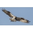 Osprey ในเที่ยวบิน