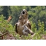 Serpent eagle sings to chick