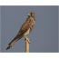Kestrel falcon