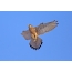 Kestrel male with just caught vole