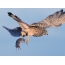 Kestrel with prey in flight