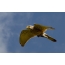 Kestrel in flight with prey