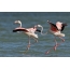 Pink flamingos before flight