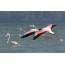 Pink flamingos fly over the water