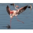 Pink flamingo dancing on the water