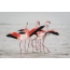 Group of pink flamingo males