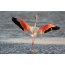 Pink flamingo taking off, rear view