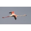 Pink flamingo in flight
