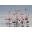 A flock of pink flamingos on the lake