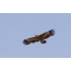 Steppe Eagle soars in the sky