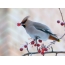 Waxwing on mountain ash
