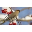 Waxwing sings only in the wild, alone they miss