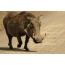 Warthog leisurely goes on the road to the zopovednik