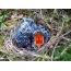 Cuckoo Chick in the Forest Nest