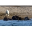 Polar bear at walruses