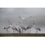 Israel: Cranes in the Hula Valley
