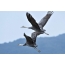 Pair of black cranes in flight