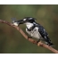 Little Pied Kingfisher