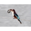 Kingfisher caught the snake