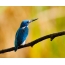 Small Blue Kingfisher Endemic of Indonesia