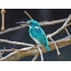 Small blue kingfisher